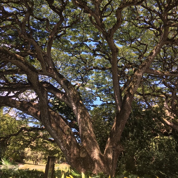 Hawaii with Aaron & Charlotte! - Picture 7 of 8